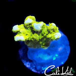 TYREE NEON GREEN MONTI