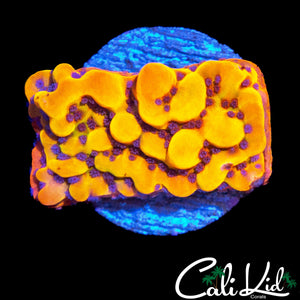 CK BUBONIC MONTI