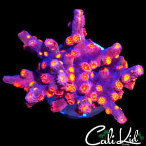 CK BRANCHING CYPHASTREA