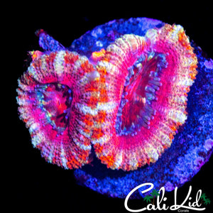 WHITE STRIPE ACAN DOUBLE