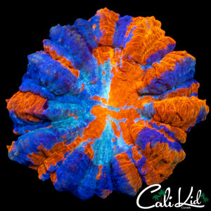 SUPERMAN MEAT CORAL