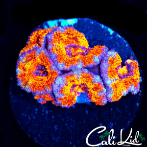 UTLRA RAINBOW ACAN MINI COLONY