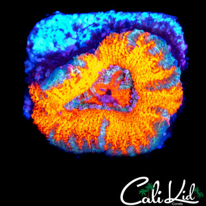 RARE MYSTERY ACAN