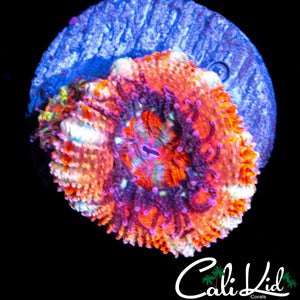 ULTRA ACAN DOUBLE