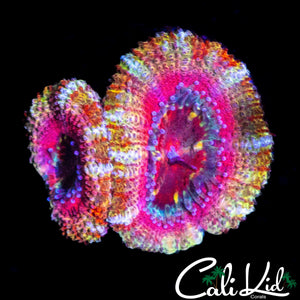 ULTRA ACAN DOUBLE
