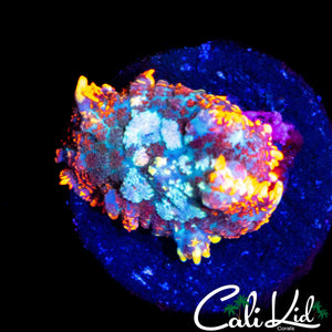 FLAME RIM RHODACTIS