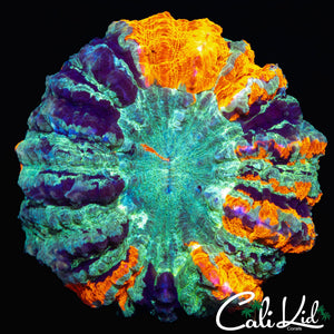 STUNNING RAINBOW ACANTHO W/ PURPLE