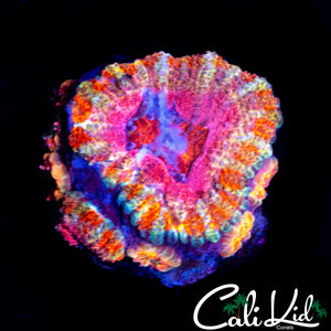 ULTRA PINK ACAN W/ BABIES