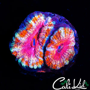 ULTRA PINK ACAN DOUBLE