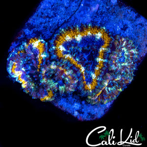 GOLDEN RING ACAN QUAD