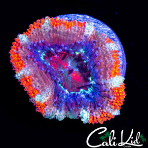 ULTRA ACAN LORD