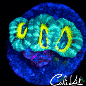 RARE ASIAN ACAN TRIPLE