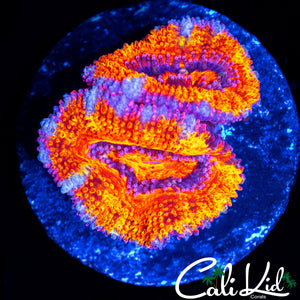 ULTRA ACAN DOUBLE