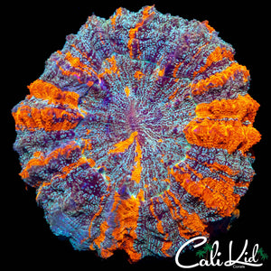 ULTIMATE SPECKLED ACANTHO