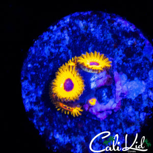 GREAT OWL ZOA MINI COLONY