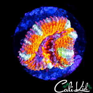 RAINBOW ACAN LORD