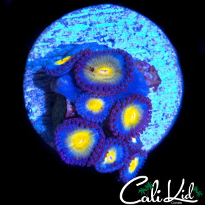 AOI ZOA MINI COLONY