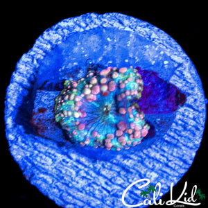 NEPTUNE BOUNCE MUSHROOM
