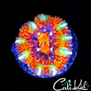 ULTIMATE RAINBOW ACAN