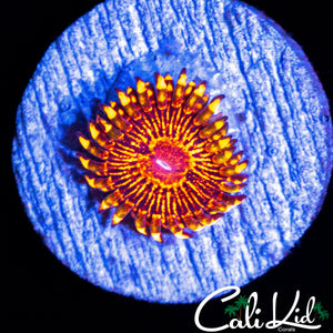 LARGE FLAMIN MOHICAN ZOA