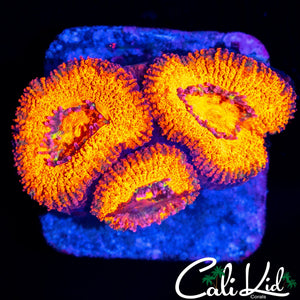 SUN GOD ACAN TRIPLE