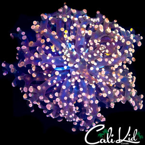 PINK BRANCHING FROGSPAWN