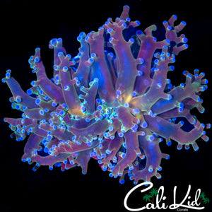 RAINBOW MOUTH BRANCHING FROGSPAWN