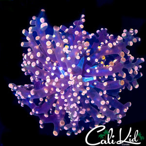 PINK BRANCHING FROGSPAWN