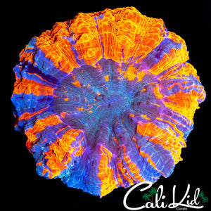 ULTIMATE TRI COLOR ACANTHO