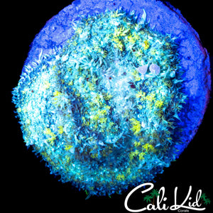 XXL RAINBOW BOUNCE MUSHROOM