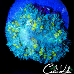 XL RAINBOW BOUNCE MUSHROOM