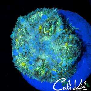 XL BLUE BUBBLE BOUNCE MUSHROOM