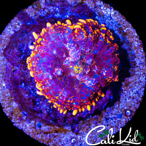 PURPLE / FLAME RIM RHODACTIS