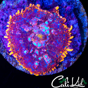 PURPLE / FLAME RIM RHODACTIS