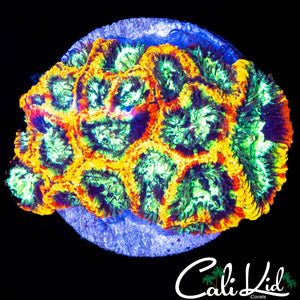 CK ELECTRIC DAISY FAVIA