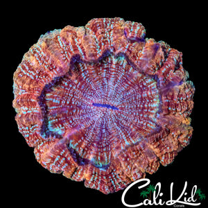 RARE PATTERN ACANTHO