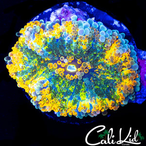 BEAUTIFUL RAINBOW BUBBLE YUMA