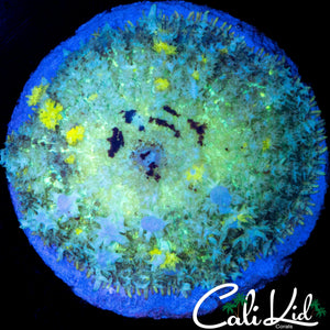 XL MULTI COLOR BUBBLE BOUNCE MUSHROOM