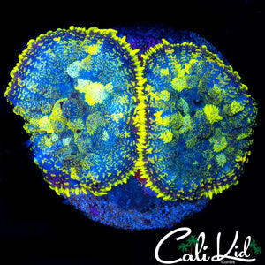 WINDOW PANE RHODACTIS DOUBLE