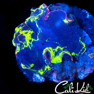 SPLATTER KRPTONITE MUSHROOM