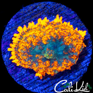 BLINDING RHODACTIS MUSHROOM