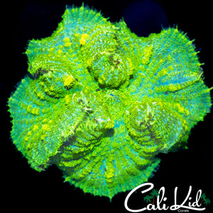 XXL BLINDING RHODACTIS