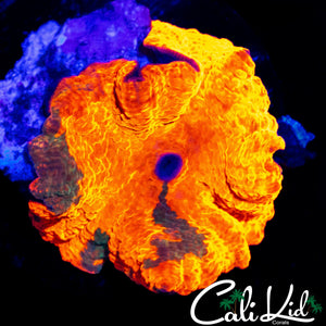 SUPER BRIGHT CANDY CRUSH MUSHROOM