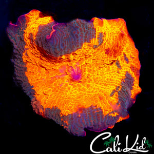 BEAUTIFUL CANDY CRUSH MUSHROOM