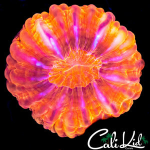 PINK SLICE CYNARINA
