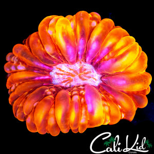TRI COLOR CYNARINA