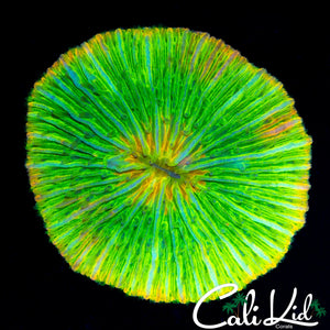 YELLOW MOUTH FUNGIA