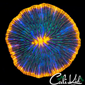 PINWHEEL PLATE CORAL