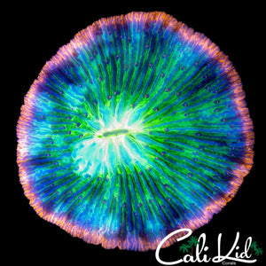 RARE TIE DYE CORAL