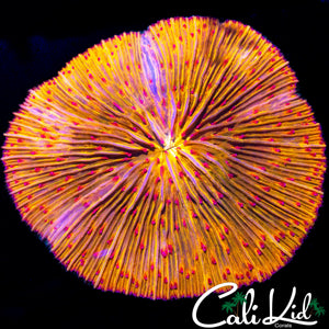 ULTRA PINK TENTACLE FUNGIA